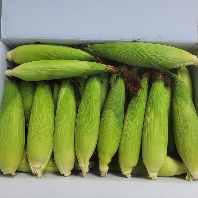 영월유팜,[영월유팜] 찰옥수수 50개, 30개, 20개 수확당일발송 예약판매