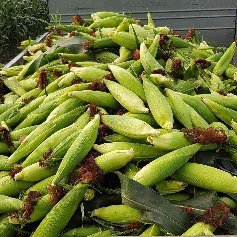 영월유팜,[영월유팜] 찰옥수수 50개, 30개, 20개 수확당일발송 예약판매