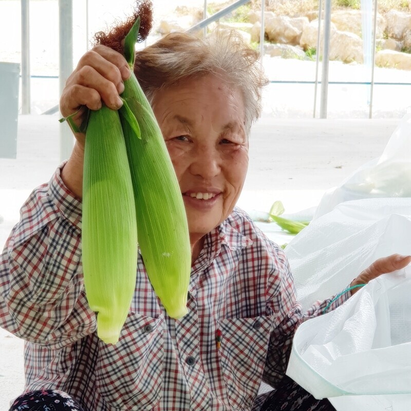 영월유팜,[영월유팜] 찰옥수수 50개, 30개, 20개 수확당일발송 예약판매