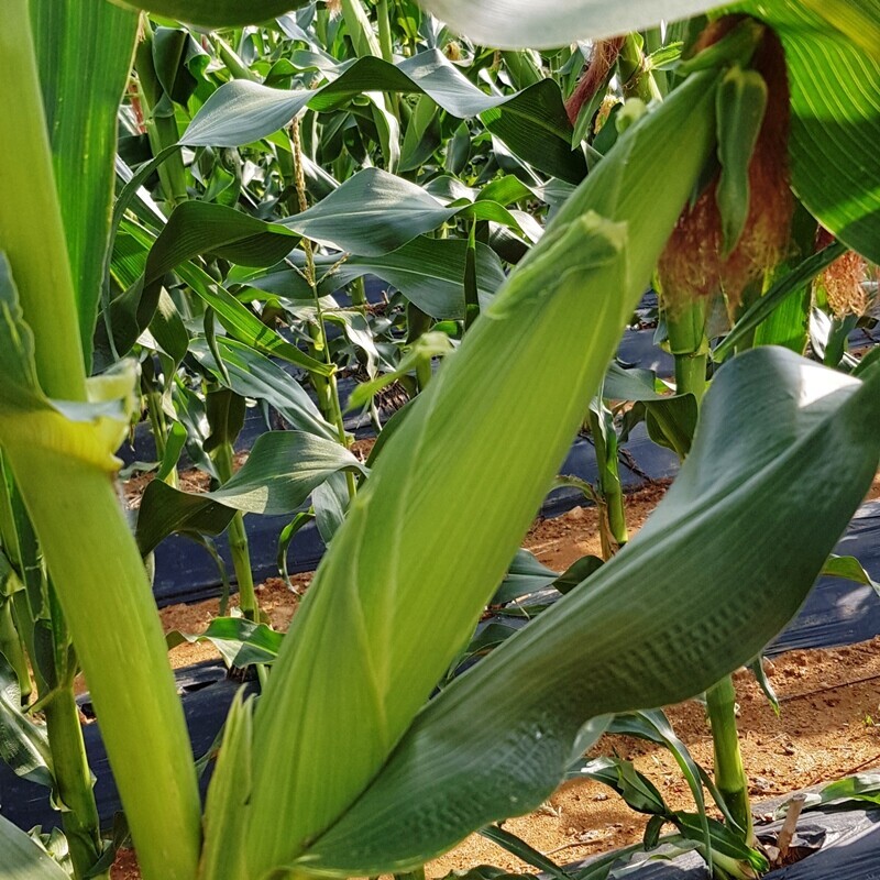 영월유팜,[영월유팜] 찰옥수수 50개, 30개, 20개 수확당일발송 예약판매