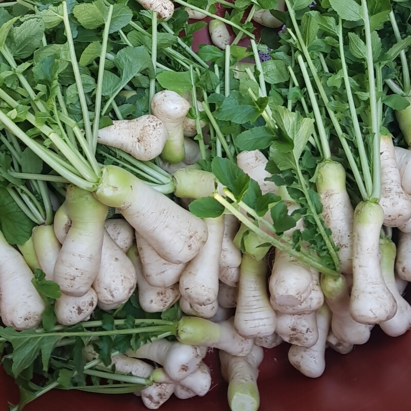 영월유팜,[영월유팜] 절임알타리 10kg