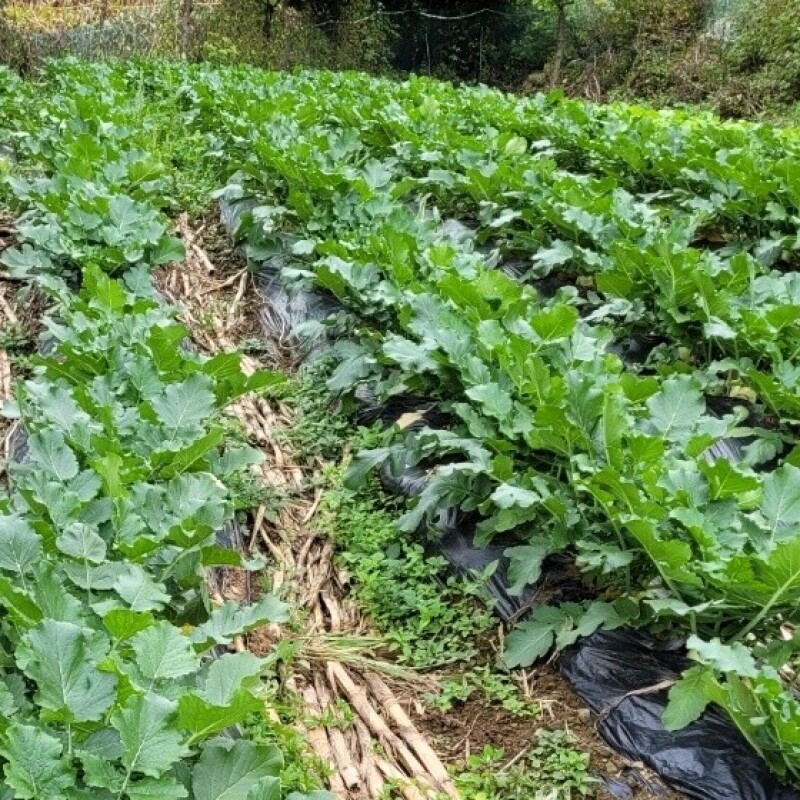 영월유팜,[영월유팜] 절임알타리 10kg