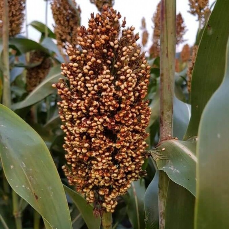 영월유팜,[영월유팜] 국산 찰수수쌀 1kg 잡곡 찰수수