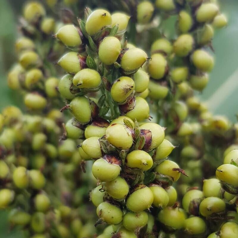 영월유팜,[영월유팜] 국산 찰수수쌀 1kg 잡곡 찰수수