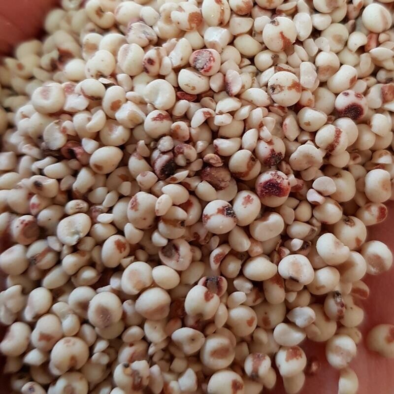 영월유팜,[영월유팜] 국산 찰수수쌀 1kg 잡곡 찰수수