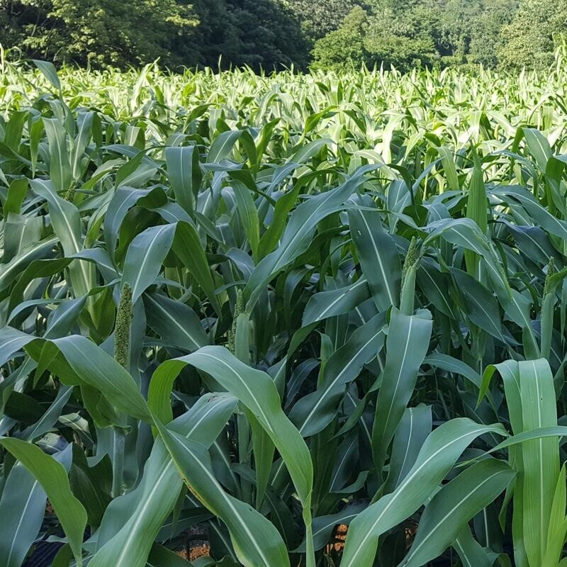영월유팜,[영월유팜] 국산 찰수수쌀 1kg 잡곡 찰수수