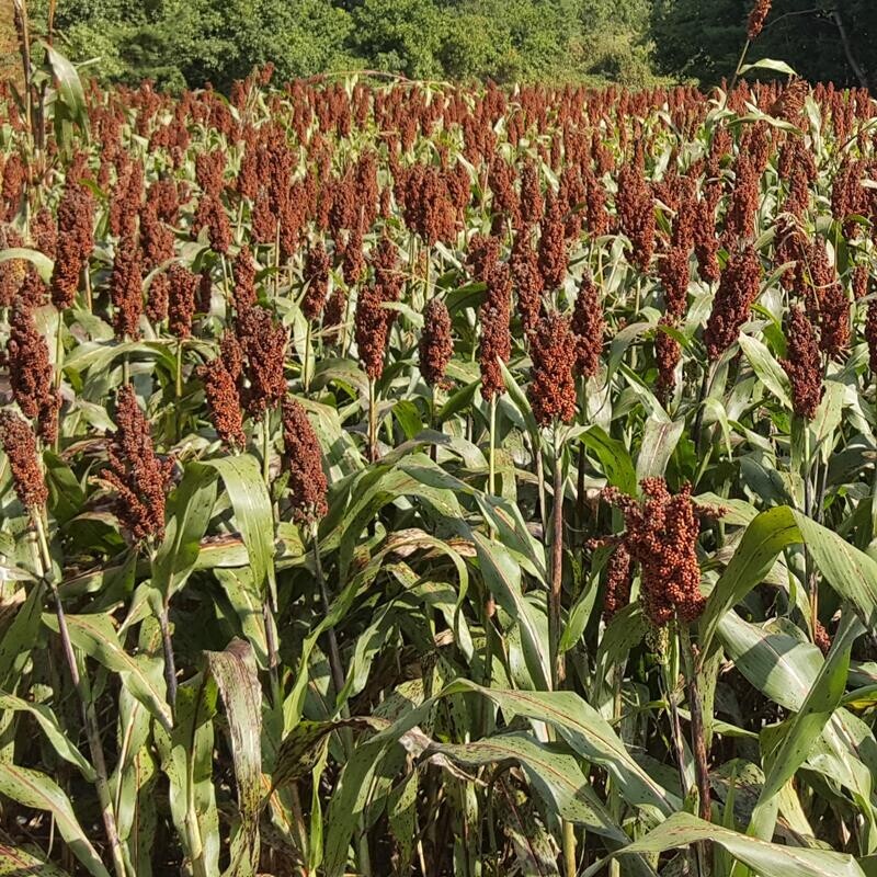 영월유팜,[영월유팜] 국산 찰수수쌀 1kg 잡곡 찰수수
