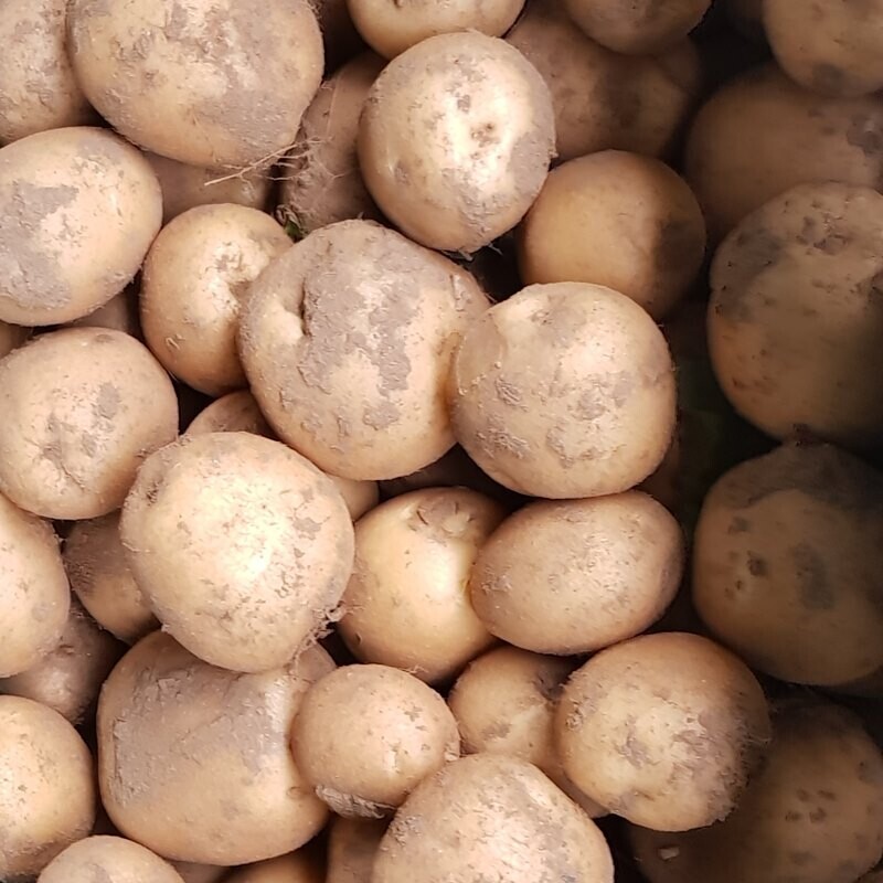 영월유팜,[예약] 반반패키지 찰옥수수 18개 감자 5kg