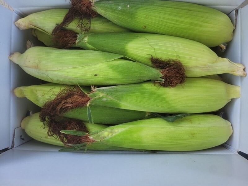 영월유팜,[예약] 반반패키지 찰옥수수 18개 감자 5kg