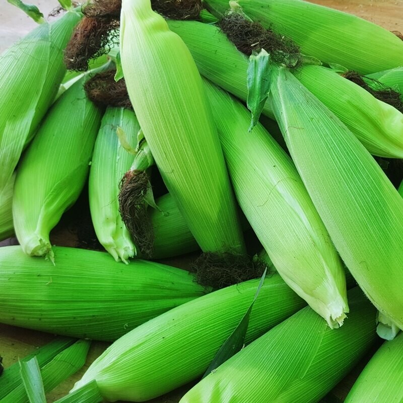 영월유팜,[예약] 반반패키지 찰옥수수 18개 감자 5kg