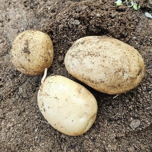 [못난이상품] 영월유팜 분감자 강원도감자 혼합 10kg