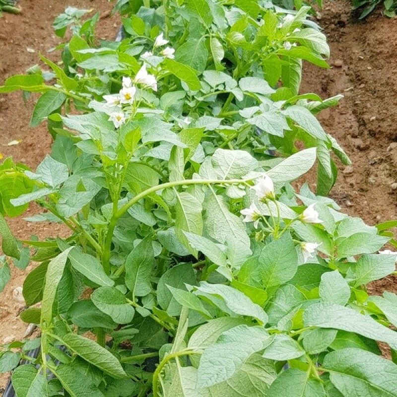 영월유팜,[못난이상품] 영월유팜 분감자 강원도감자 혼합 10kg