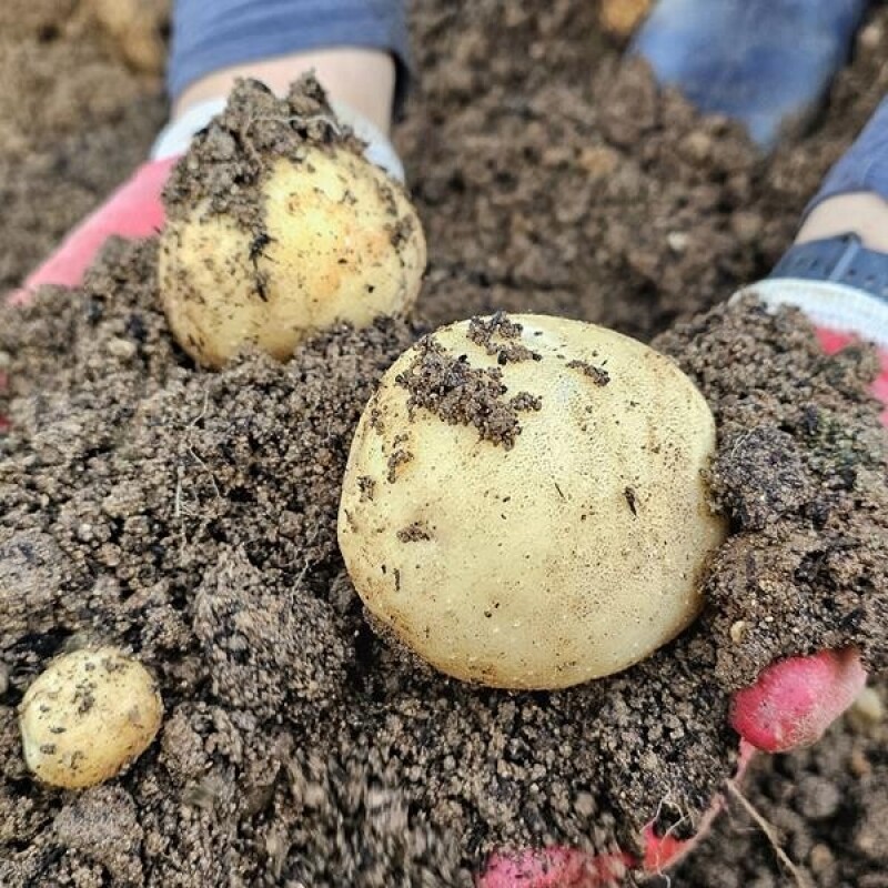 영월유팜,[못난이상품] 영월유팜 분감자 강원도감자 혼합 10kg