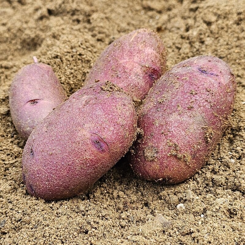 영월유팜,[위크세일] 2025년 강원도분감자 자황, 두백(크기품종 혼합) [영월유팜]