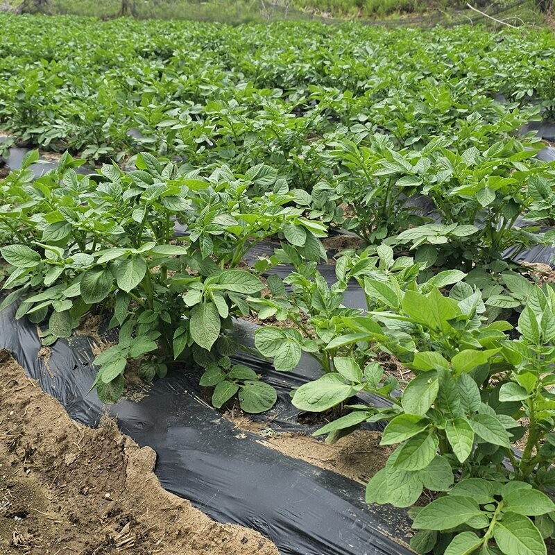 영월유팜,[위크세일] 2025년 강원도분감자 자황, 두백(크기품종 혼합) [영월유팜]