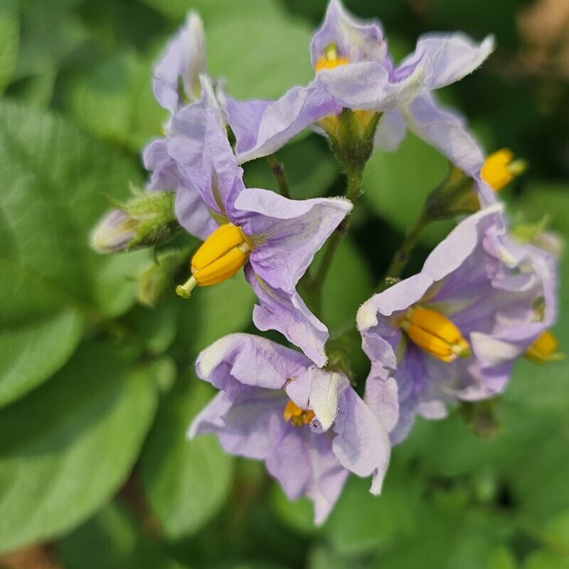 영월유팜,[위크세일] 2025년 강원도분감자 자황, 두백(크기품종 혼합) [영월유팜]