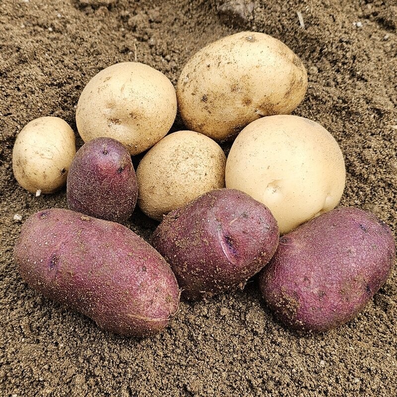 영월유팜,[위크세일] 2025년 강원도분감자 자황, 두백(크기품종 혼합) [영월유팜]