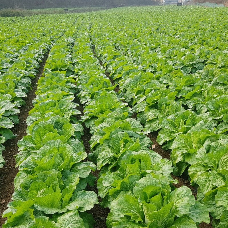 영월유팜,[못난이상품] 영월유팜 절임배추 20kg 영월절임배추