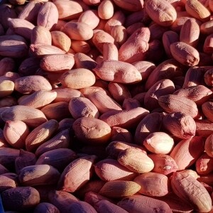 [영월유팜]2025년 햇땅콩 깐땅콩 1kg