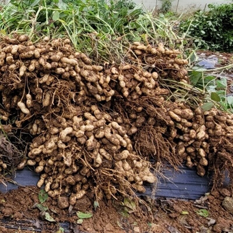 영월유팜,[영월유팜]2025년 햇땅콩 깐땅콩 1kg